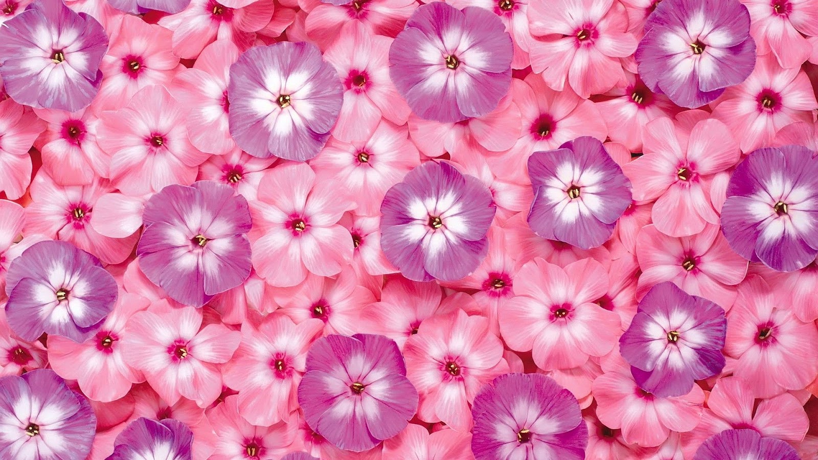 Hintergrundbilder Hd Hintergrundbilder Blumen Hd 2016
