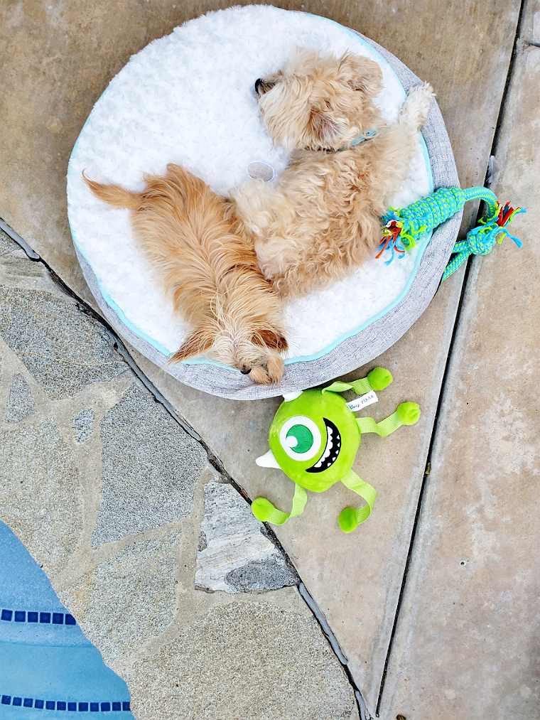 Momma Told Me 5 Ways To Spoil Your Pet On A Budget D.I.Y Foldable