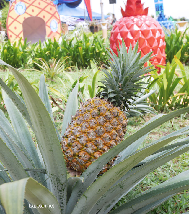 Beautiful yummy pineapples 