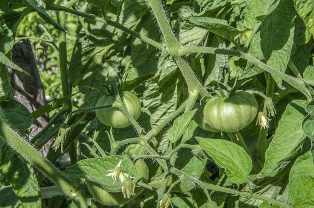 Green Tomato - solanum lycopersicum