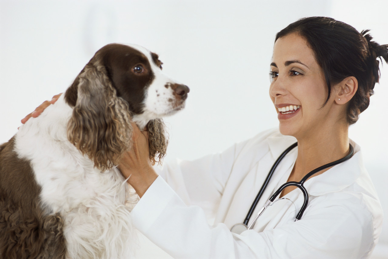 veterinary onlineVeterinary nursing animals veterinary online