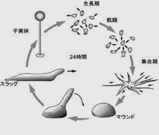 細胞性粘菌のユニークな Life Cycle