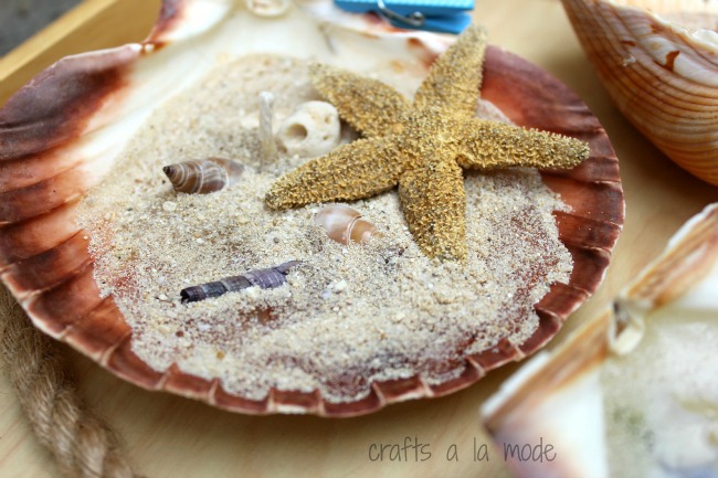 sea star and sea shells in a big scallop shell with wax to make a candle