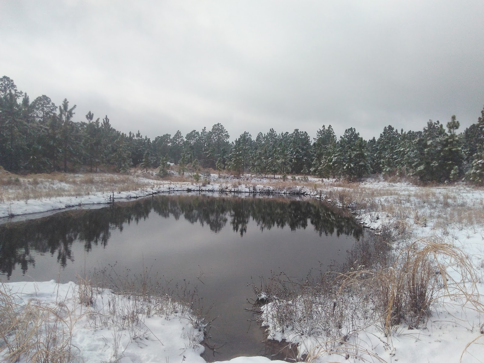 cat-on-frozen-koi-pond-5