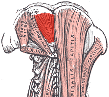 TRAIN OUT PAIN: Small Overlooked Muscles: Rectus Capitis Posterior Minor