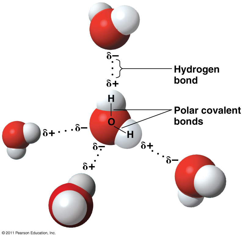 Diagram Of Water Molecule Labeled