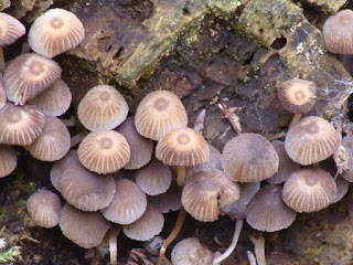 Coprinellus disseminatus DSC68924