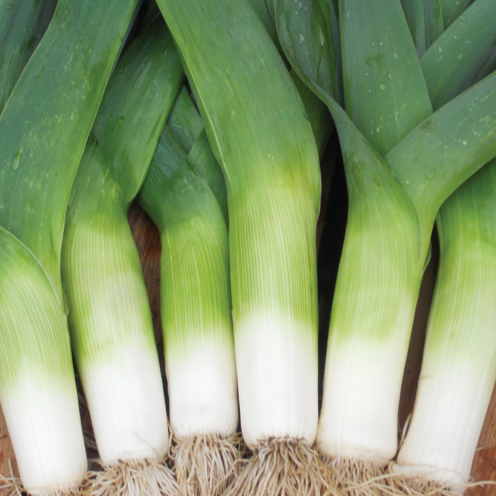 Pictures Of Leeks 56