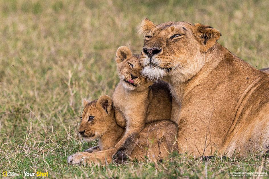 Familia león