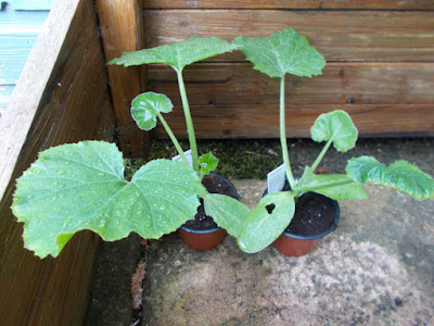 Courgettes in coldframe The 80 Minute Allotment Green Fingered Blog