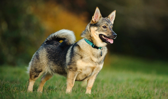 Dog Breed That Looks Like A Cloud Dog Breed That Looks Like A Cloud