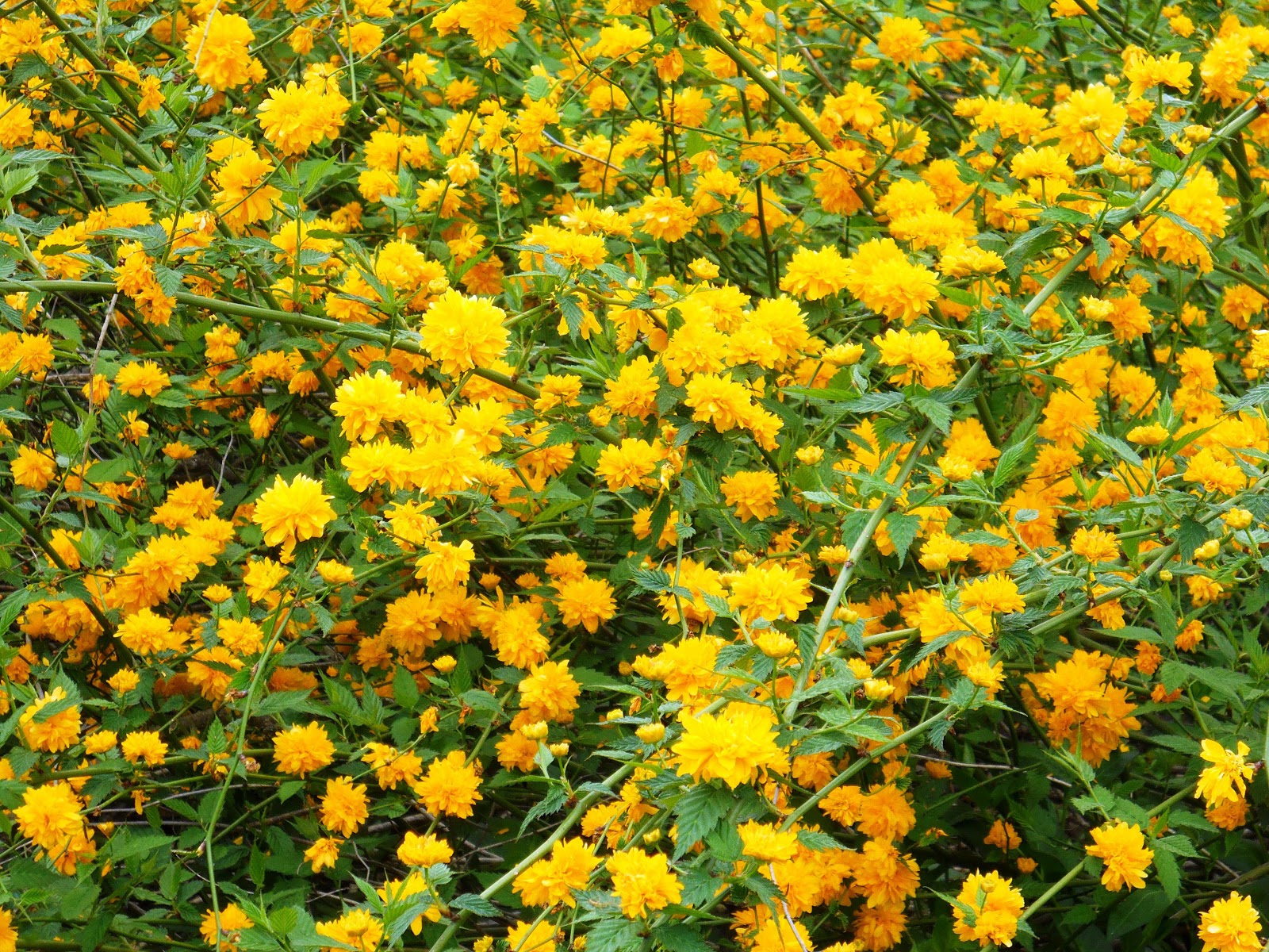 Как называется куст с желтыми цветами. Керрия японская махровая. Керрия кустарник. Керрия Пленифлора. Керрия японская Pleniflora.