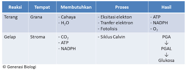 mekanisme fotosintesis pada tanaman kaktus, mekanisme fotosintesis yang menghasilkan energi, mekanisme fotosintesis biologi tingkatan 4, mekanisme fotosintesis reaksi terang, mekanisme fotosintesis pada tumbuhan kaktus, mekanisme fotosintesis tumbuhan, mekanisme fotosintesis tumbuhan c4, mekanisme fotosintesis yang benar adalah, proses fotosintesis adalah