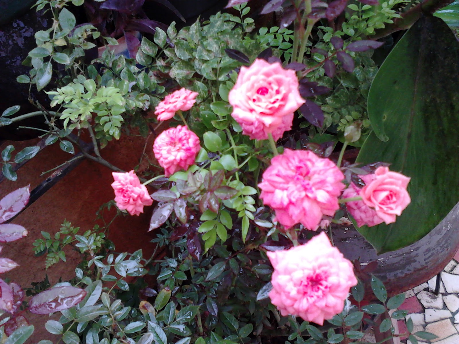 Garden Care Simplified Healthy Big Size Rose Flowering Tips