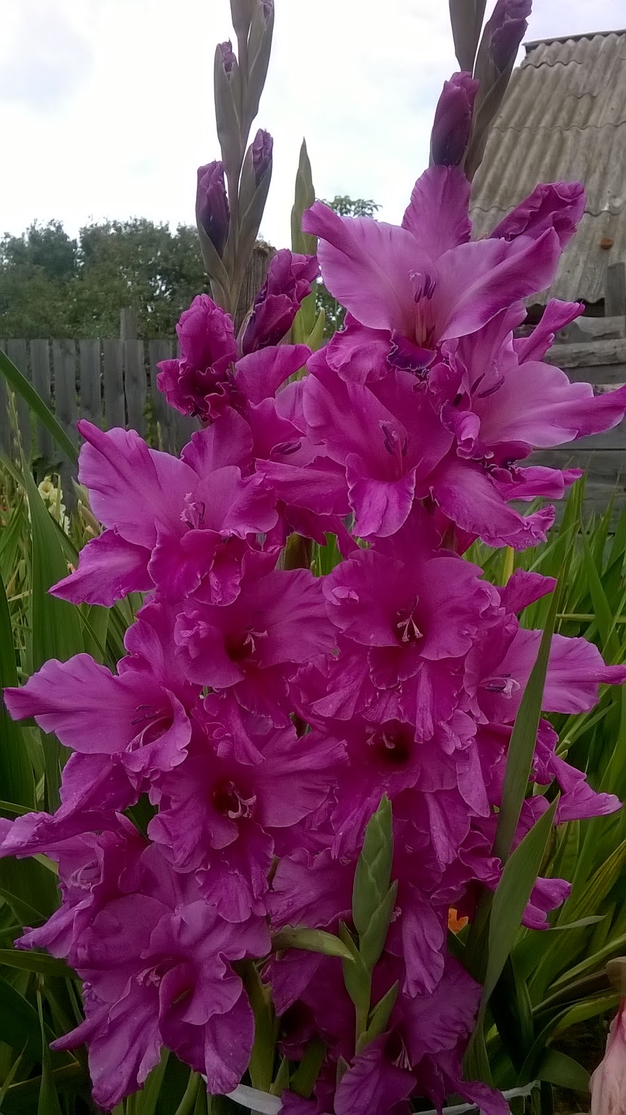 ЧУДЕСНЫЕ ГЛАДИОЛУСЫ