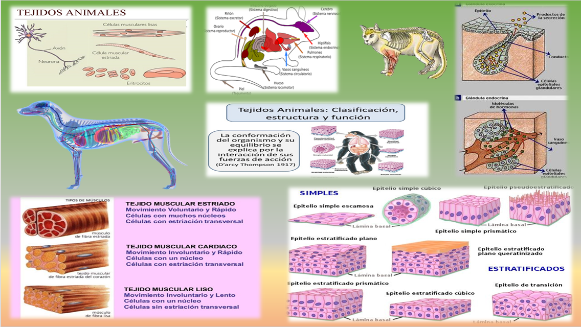 Cuales Son Los Tejidos Basicos De Los Animales fisiologiaanimaltejidosanimales.blogspot.com