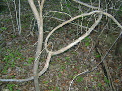 Mufumbo Árvore da Caatinga