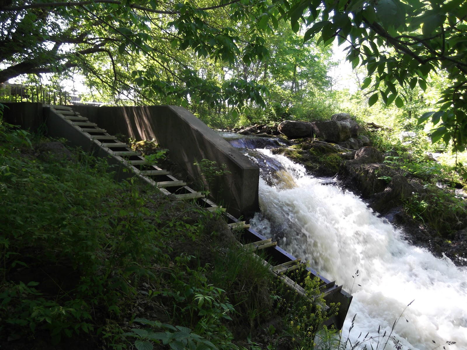 2012 Fish Big Year River Herring in Maine