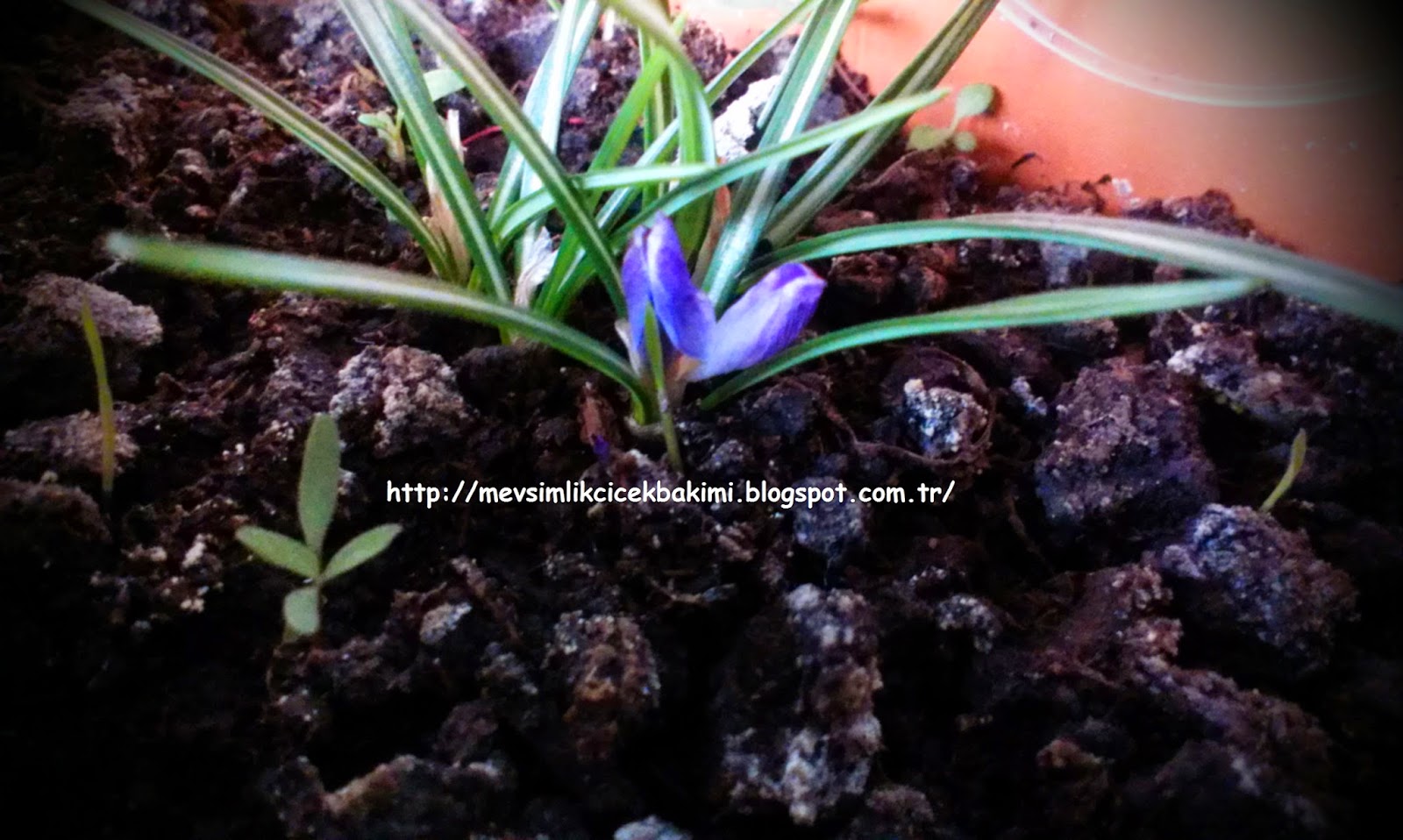 ÇİĞDEM (Crocus) BAKIMI Çiçek Bakımı, Çiçek Çeşitleri