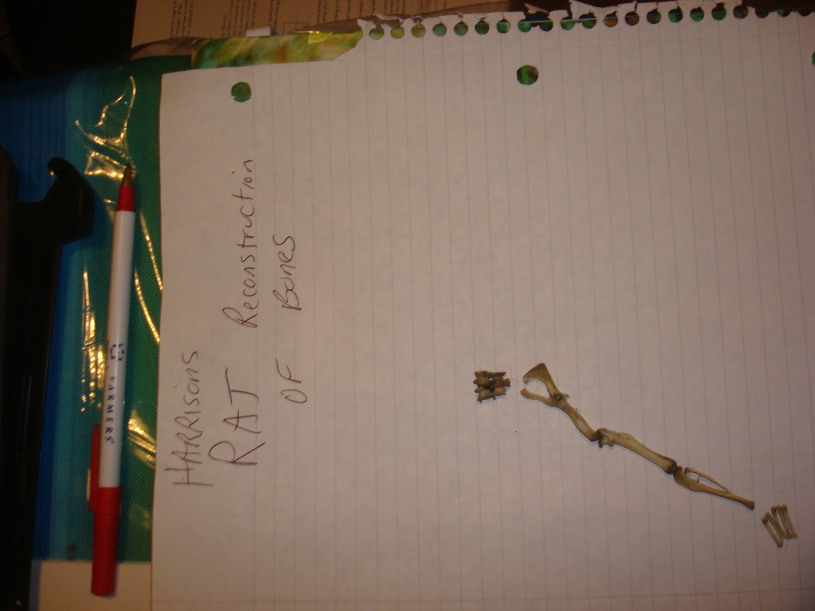 The pellets are from what owl family? image