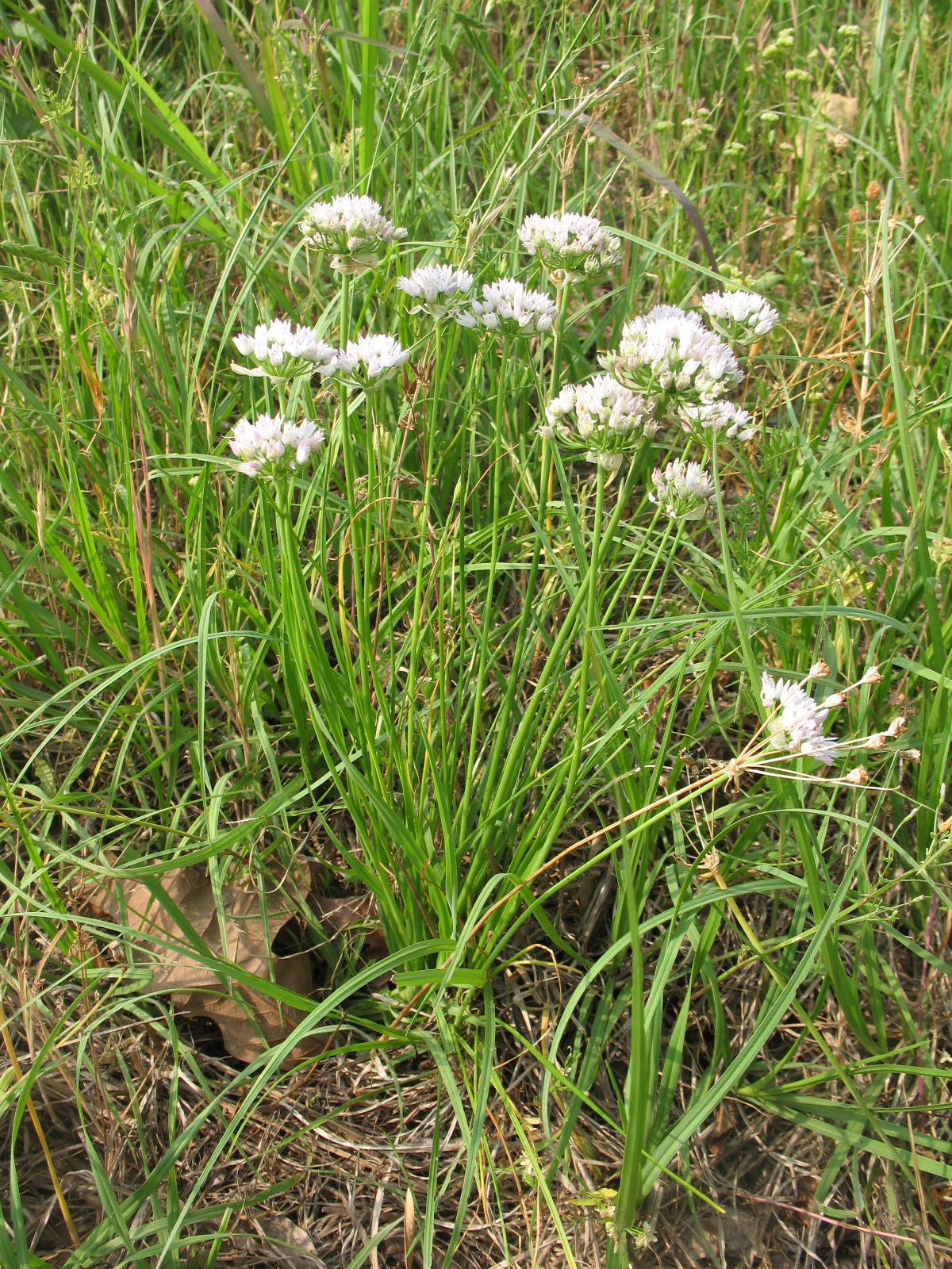 Sensible Survival Edible Wild Plants Wild Onions