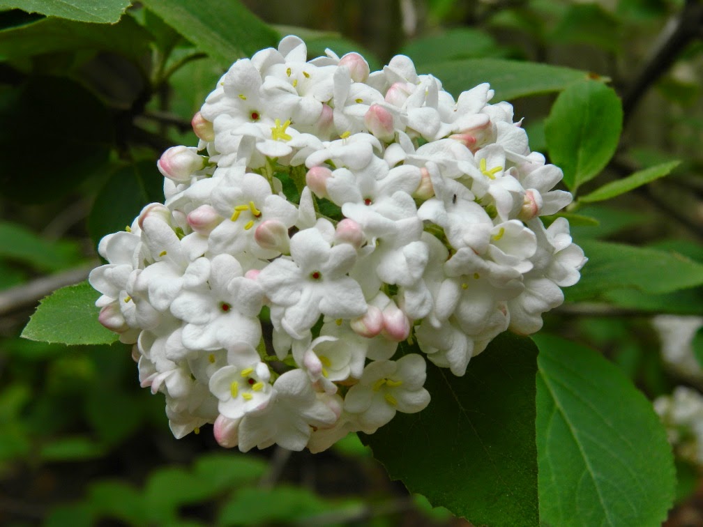 Sowing The Seeds Flowering Shrubs Viburnums Flowering Almonds