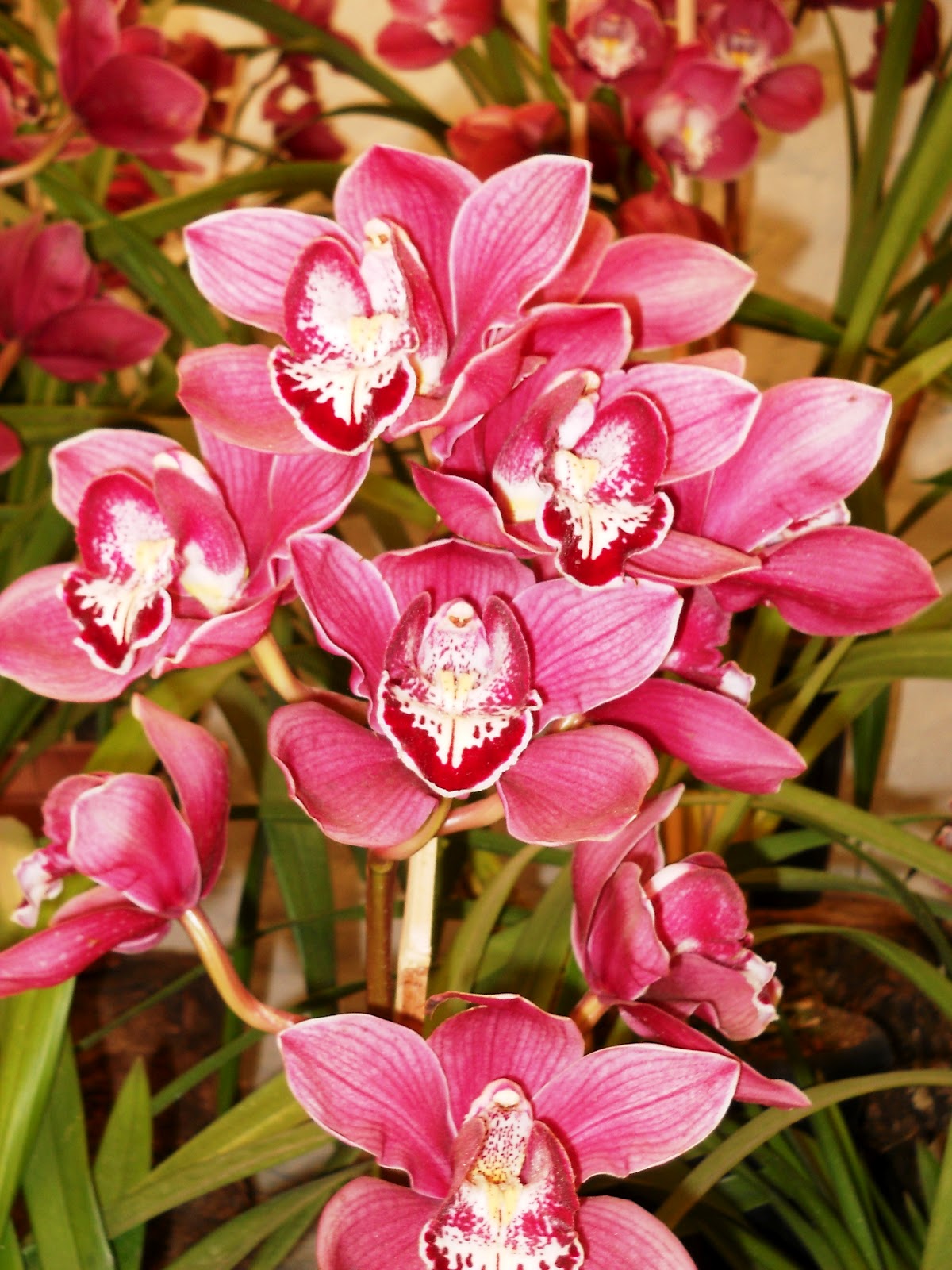 The Power Of Perseverance:  Tatjana Lee And The World Of Orchids - dks6pnt