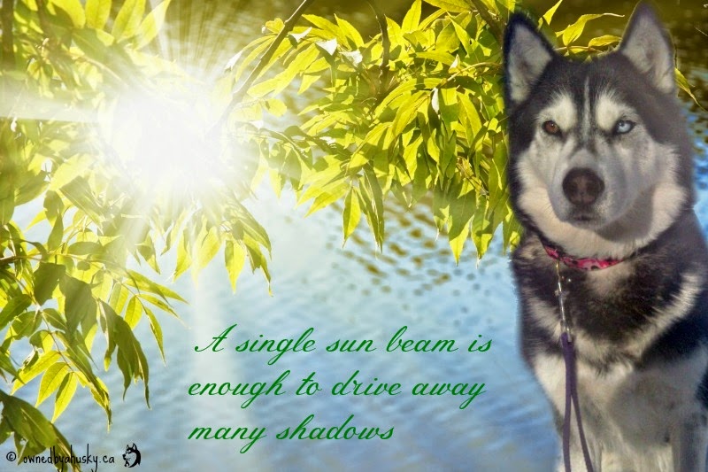 Siberian Husky graphic husky photo