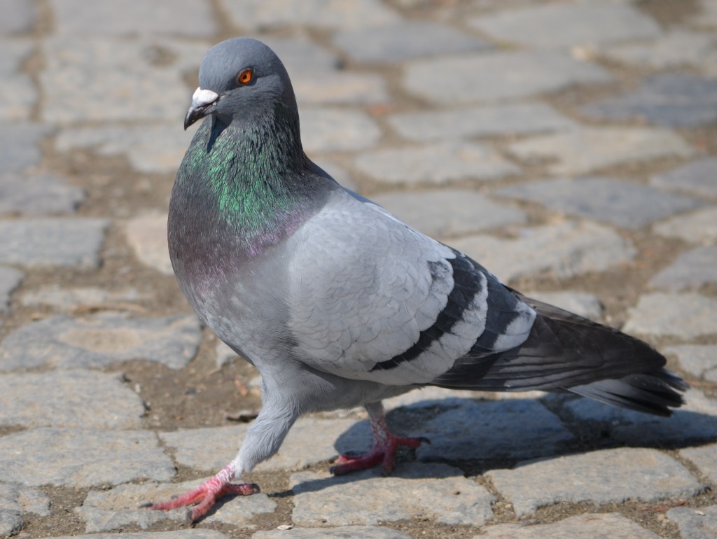 Domestic Pigeon Information and Pictures Amazing Pets For You