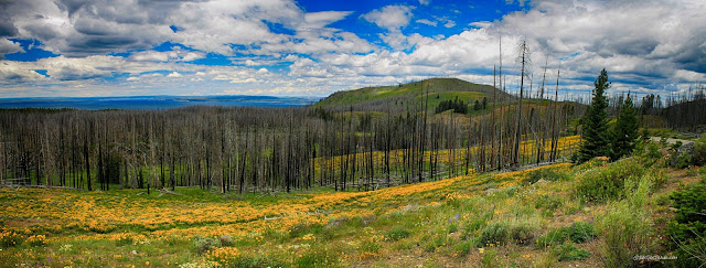 Yellowstone Lake east entrance Absaroka volcanics Buffalo Bill Cody Wyoming copyright RocDocTravel.com