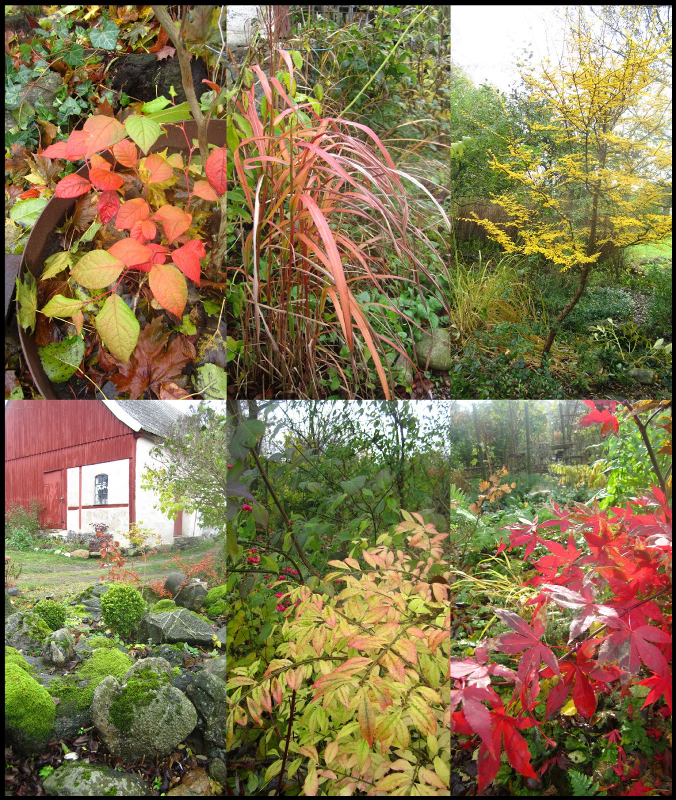 I Vått och Torrt Trädgårdsdesign Mer höstfärger....