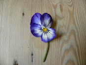 Pansy on my table