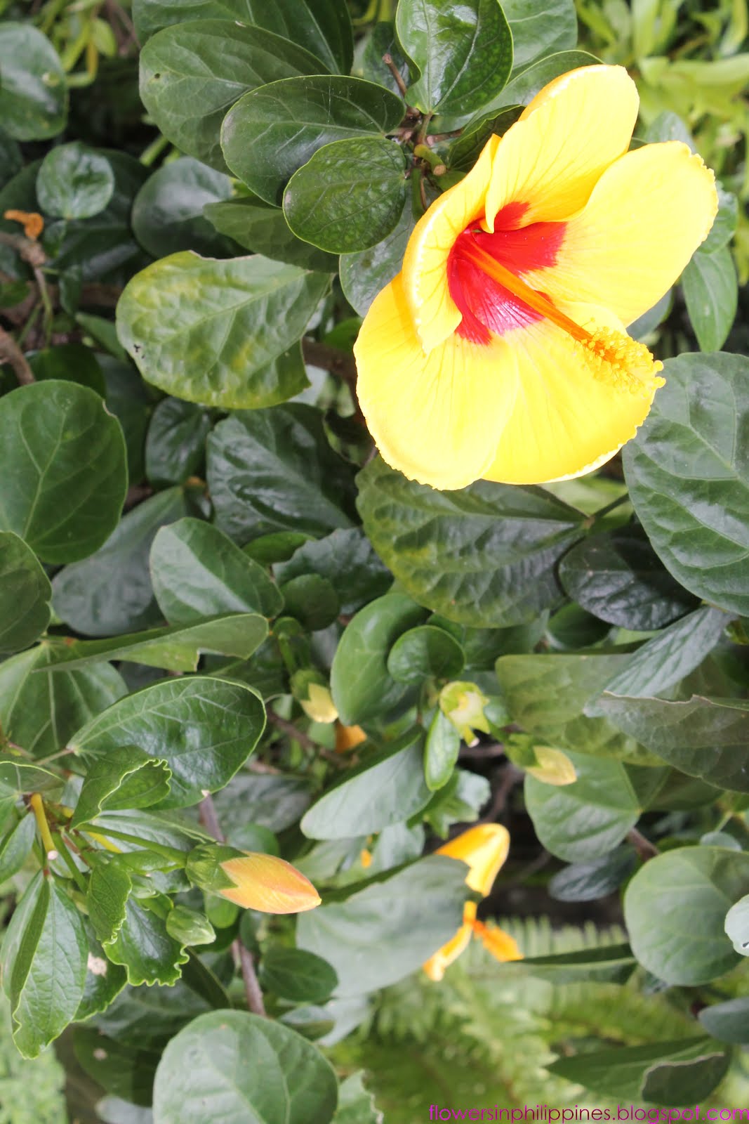 FLOWERS IN THE PHILIPPINES Hibiscus as Gumamela Yellow Red Color