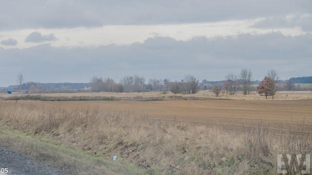 Wycinka drzew pomiędzy Żninem a Szubinem