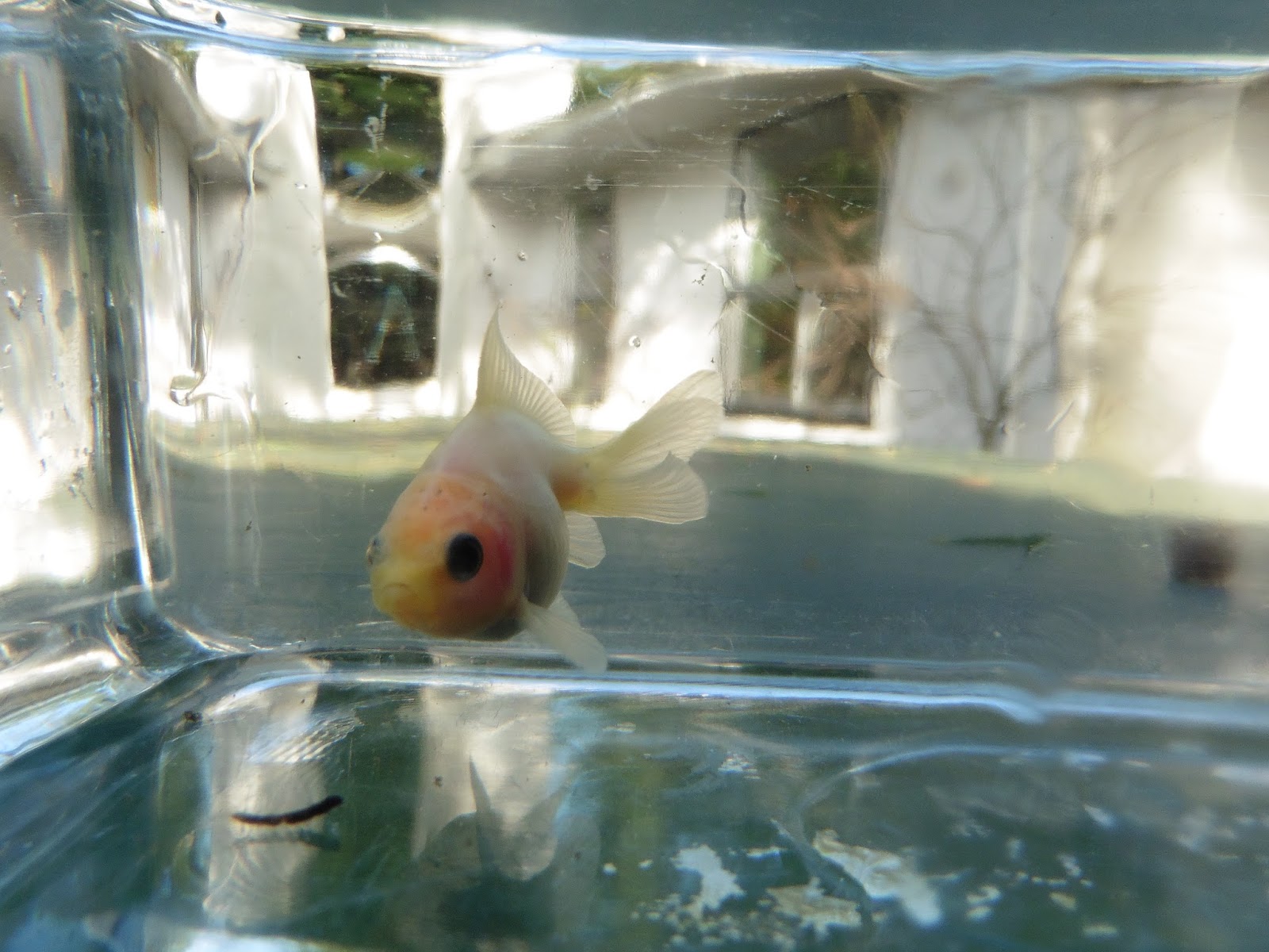 Canadian Fantail Goldfish A Sunny Day In Winter