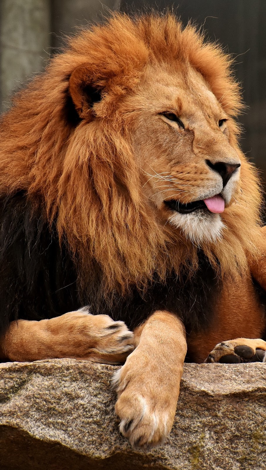 A lion with tongue sticking out