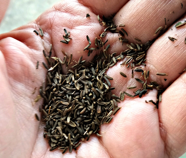 shahi jeera black cumin