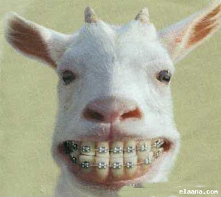 funny-pictures-and-funny