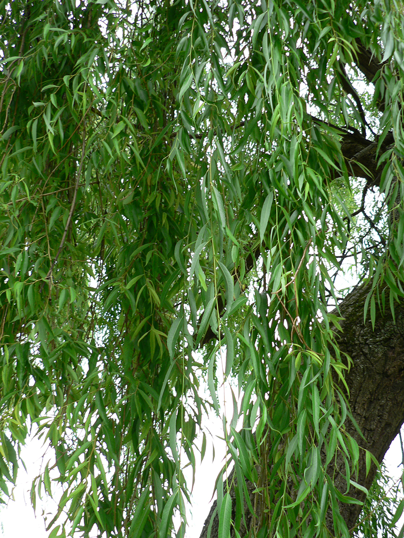 Á R B O L E S (T R E E S) Salix babylonica L. (SAUCE LLORÓN) y Salix