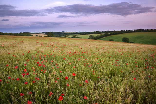 looking over some poppies under the setting sun between burford and stow on the wold