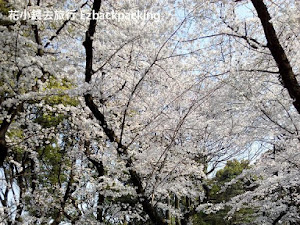 日本人氣賞櫻景點排行榜 日本賞櫻景點實在太多,想知道哪些賞櫻景點最有人氣 ? 背包豬整理了ジョルダン的花見特集中的賞櫻景點人氣排名,排名分開兩種,第一種是根據昨年的賞櫻人數去排名,第二種是根據瀏覽頁次去排名。 如果喜歡熱熱鬧鬧地去賞櫻,去以下賞櫻名所基本沒錯,假如你喜歡靜靜在這些人氣景...