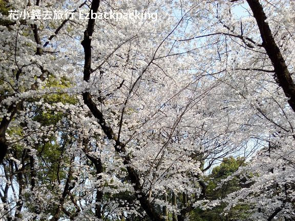 日本人氣賞櫻景點排行榜