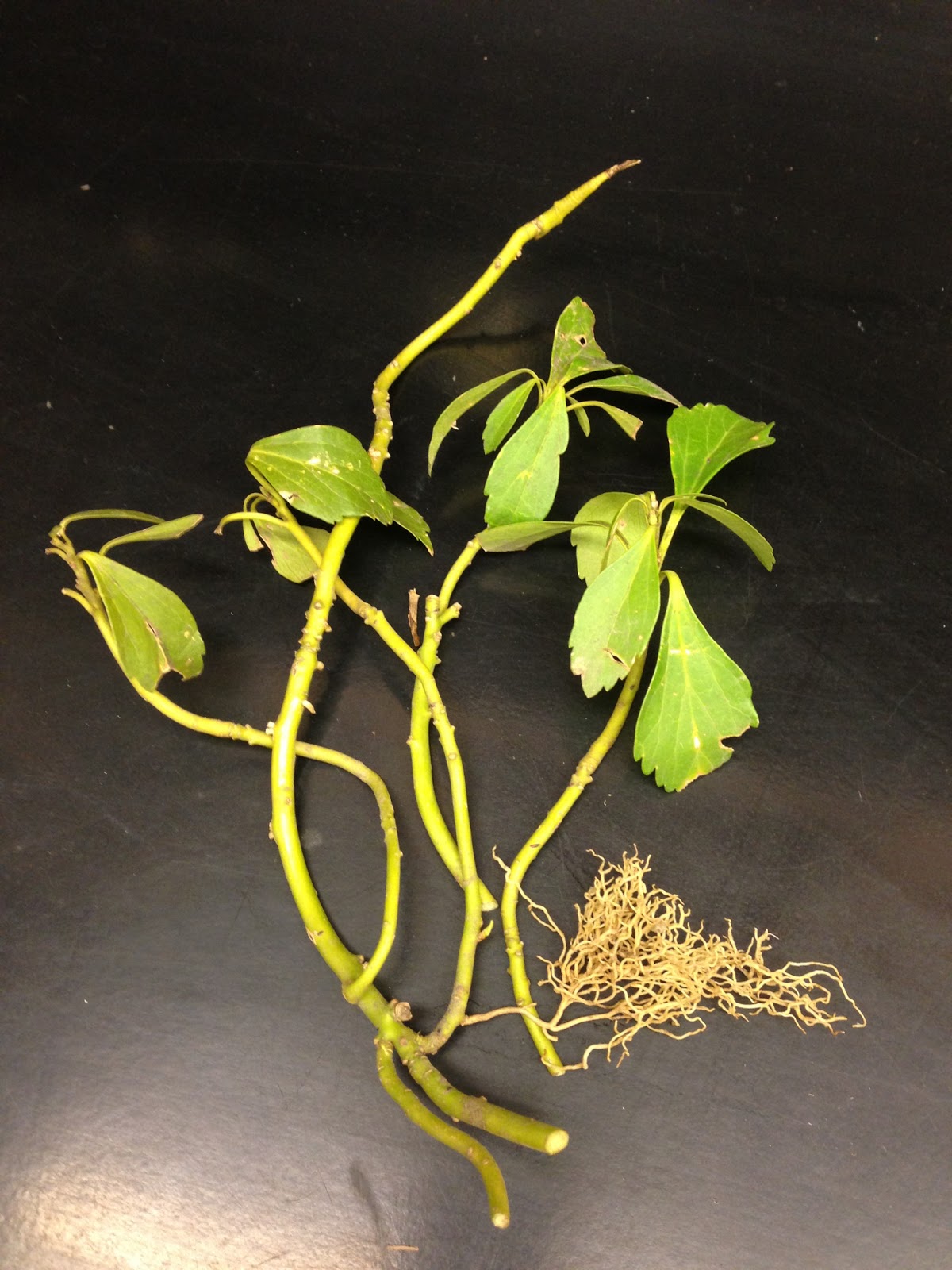 University of Illinois Plant Clinic Pachysandra Planted Out of Place