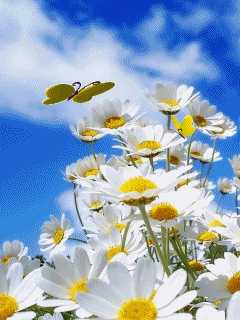 Alegria da Alma : O Capitalismo: antes TER do que SER Alegria da Alma : O Capitalismo: antes TER do que SER