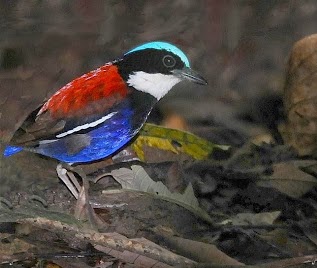 Macam Macam Jenis Burung Pemakan Serangga Dan Ciri Cirinya Saka Doci