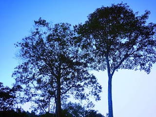 Backlight Trees Sky Nature In The Morning At Munduk Village, North Bali, Indonesia