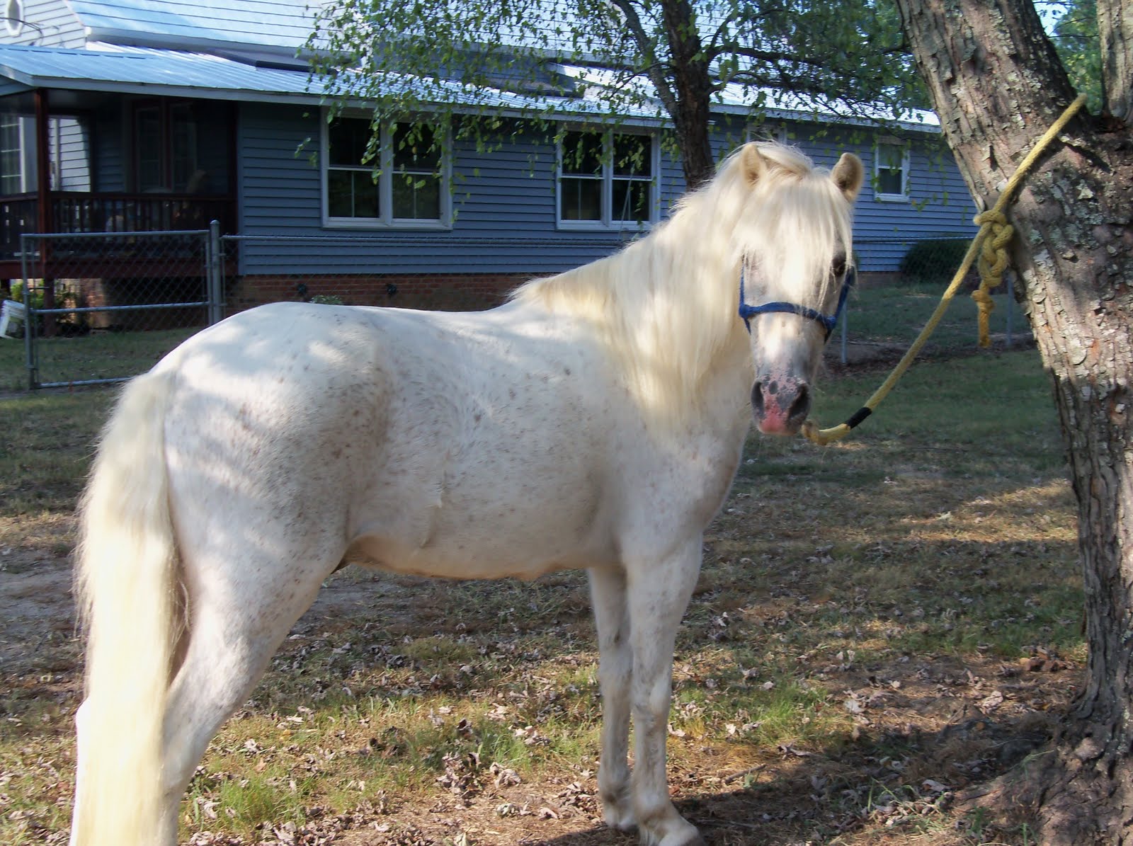 Well Trained Ponies For Sale Help Us Name Our New Project Pony!