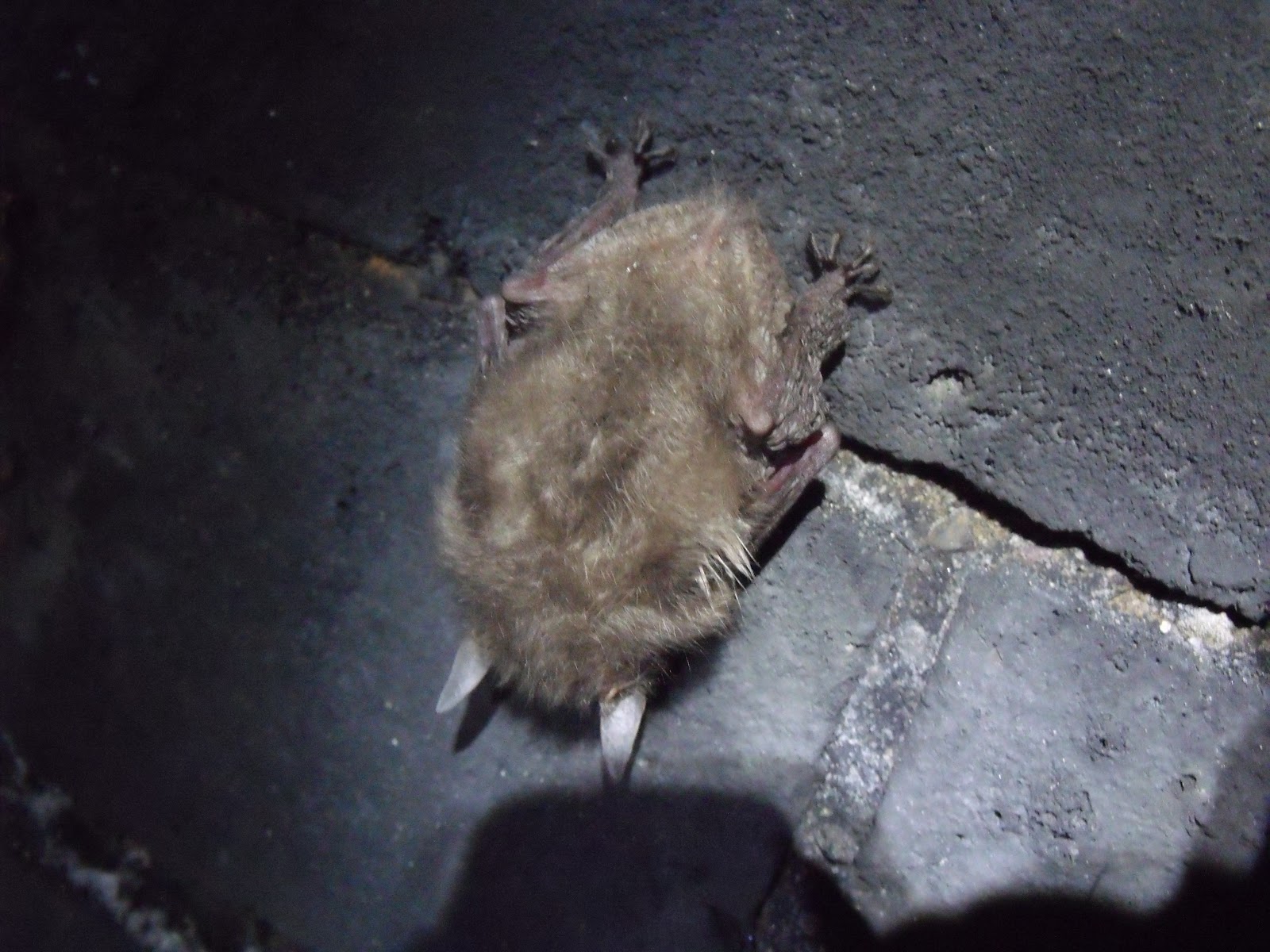 Bedfordshire Bat Group Third Hibernation Survey