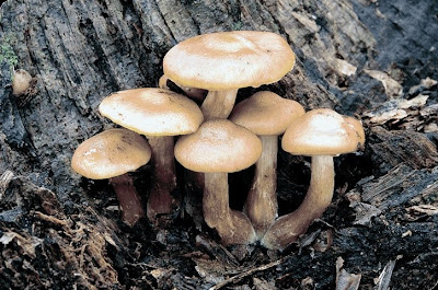 Kumpulan benang-benang halus pada jamur disebut