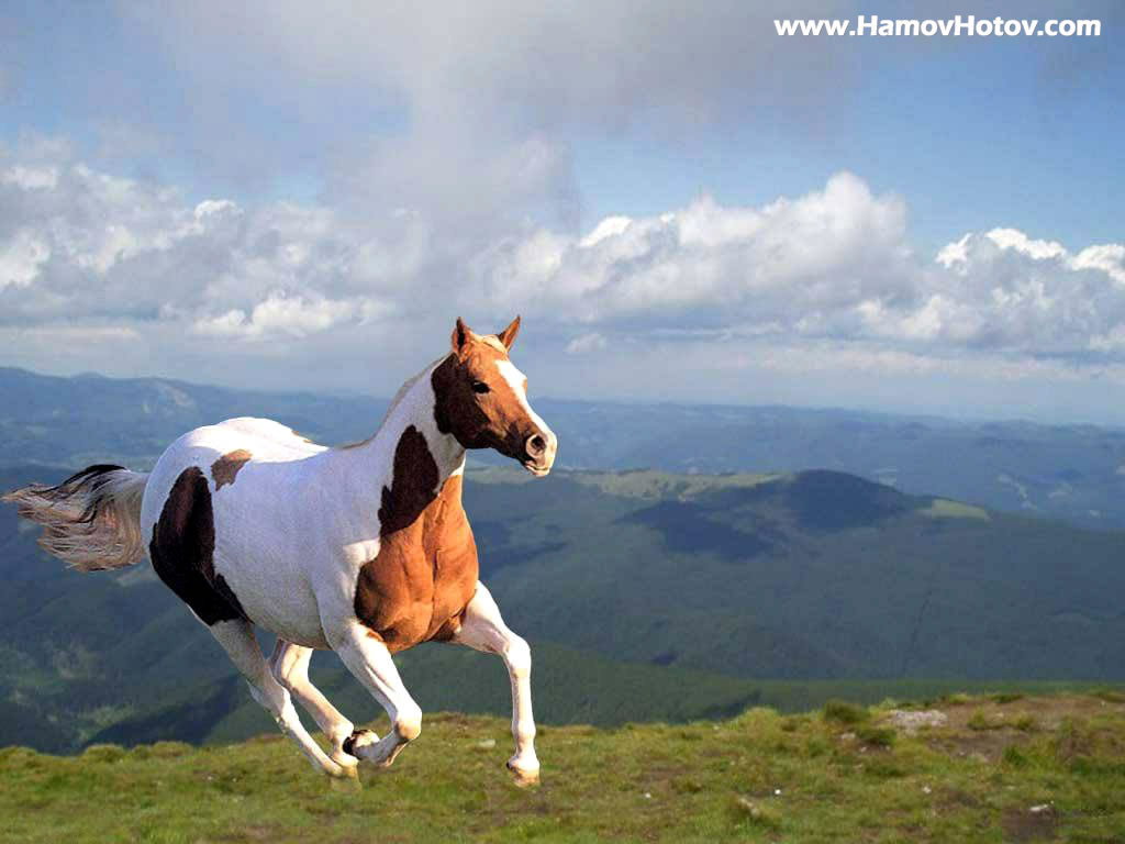 http://2.bp.blogspot.com/-xw5DeG9R8Ws/Tpf1nsWC51I/AAAAAAAAAEE/0T3daGDPd6w/s1600/horse+wallpaper+Running+Horse+%25281%2529.jpg